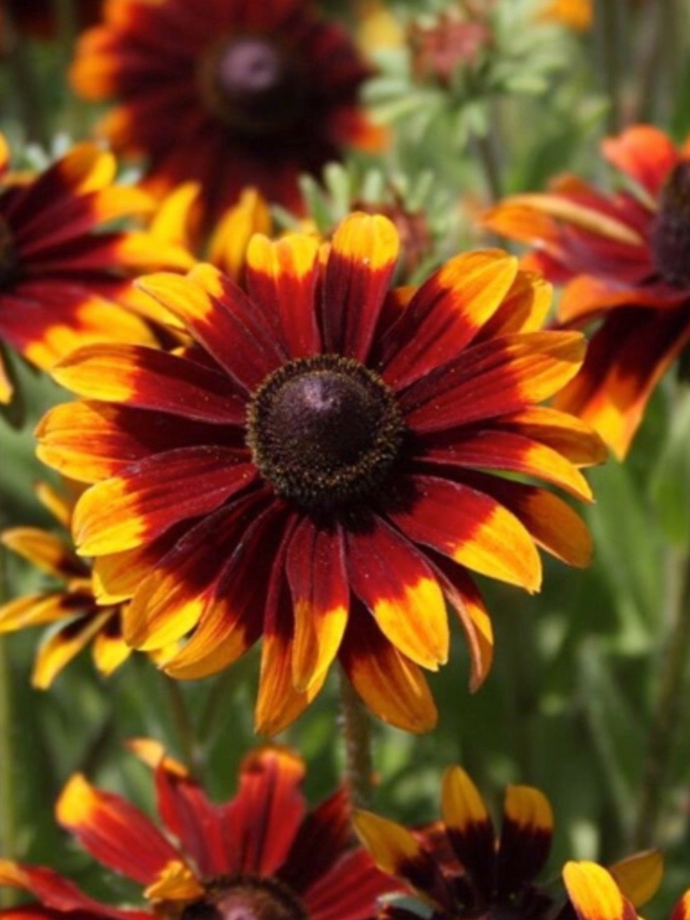 2000+ Rudbeckia Hirta Gloriosa Daisy Wildflower SEEDS~Color Variety MIX~Organic